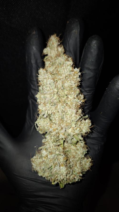 🥦Sticky Broccoli - EC 2026🏆. Week 19