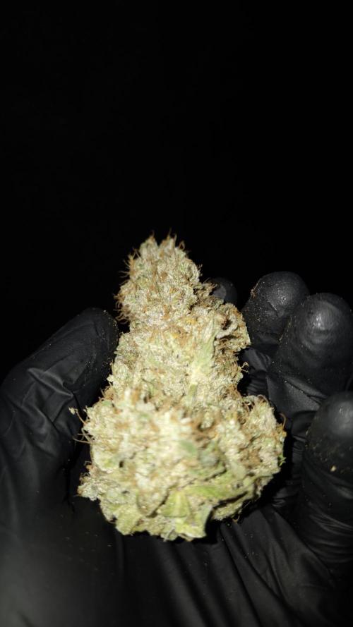 🥦Sticky Broccoli - EC 2026🏆. Week 19