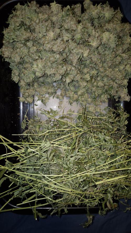 🥦Sticky Broccoli - EC 2026🏆. Week 19