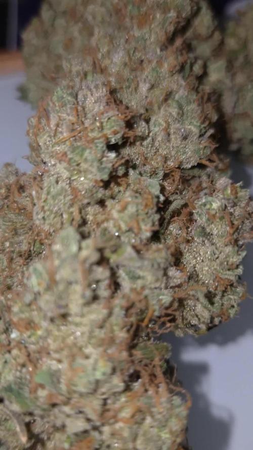 🥦Sticky Broccoli - EC 2026🏆