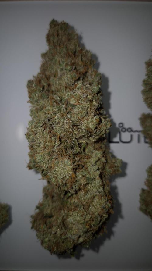🥦Sticky Broccoli - EC 2026🏆. Week 19