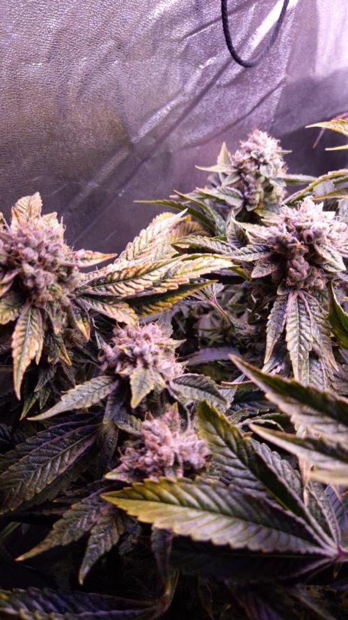 GG4 - FastBuds. Week 17