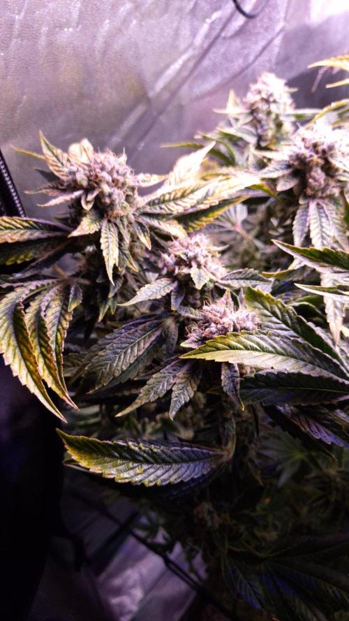 GG4 - FastBuds. Week 17