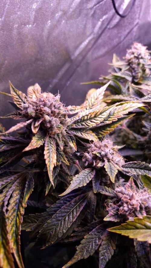 GG4 - FastBuds. Week 17