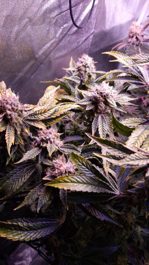 GG4 - FastBuds. Week 17