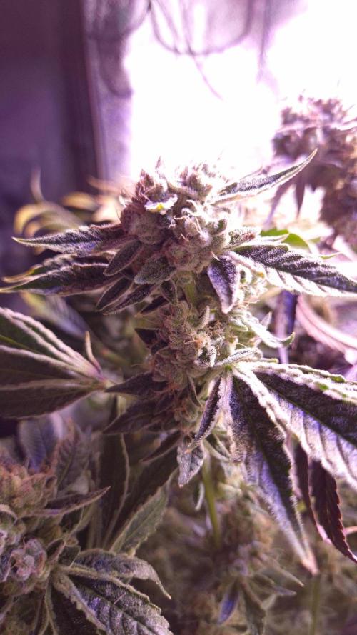 GG4 - FastBuds. Week 17