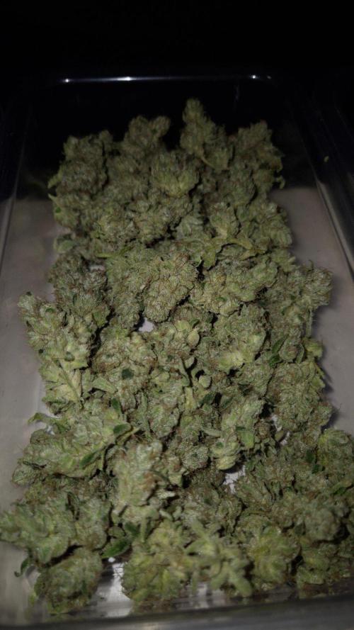 GG4 - FastBuds. Week 18