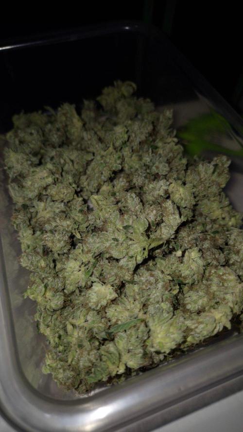 GG4 - FastBuds. Week 18