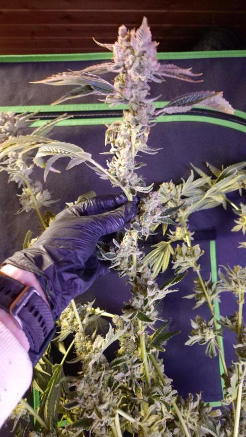GG4 - FastBuds. Week 18
