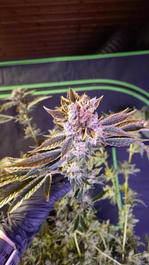 GG4 - FastBuds. Week 18