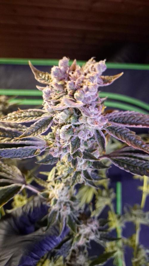 GG4 - FastBuds. Week 18