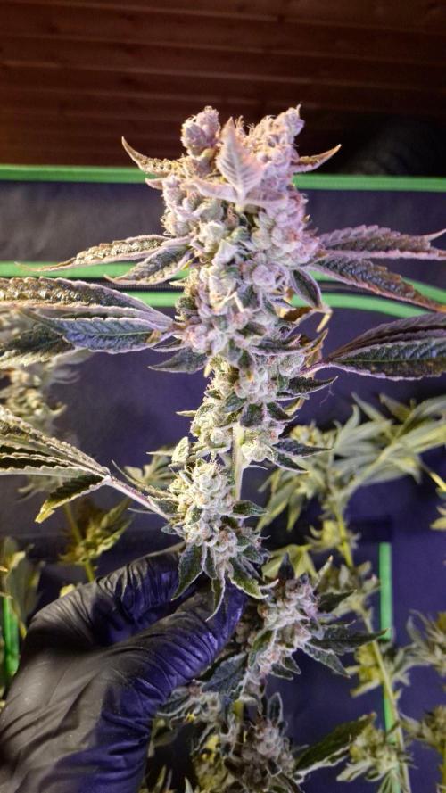 GG4 - FastBuds. Week 18