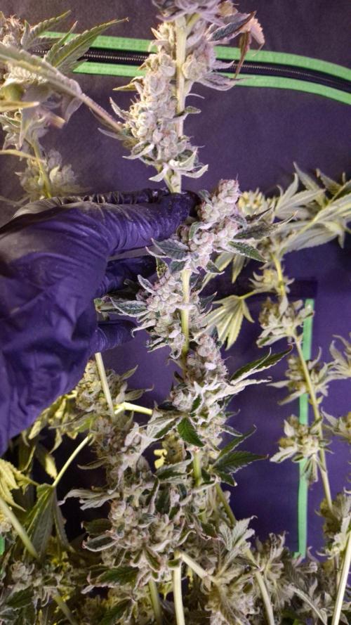 GG4 - FastBuds. Week 18