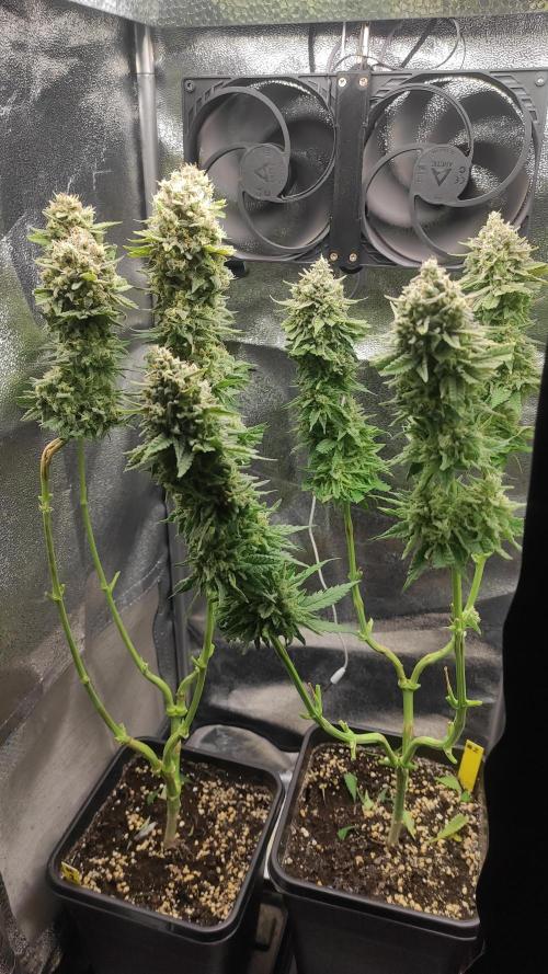 RQS Royal Cheese. Week 12