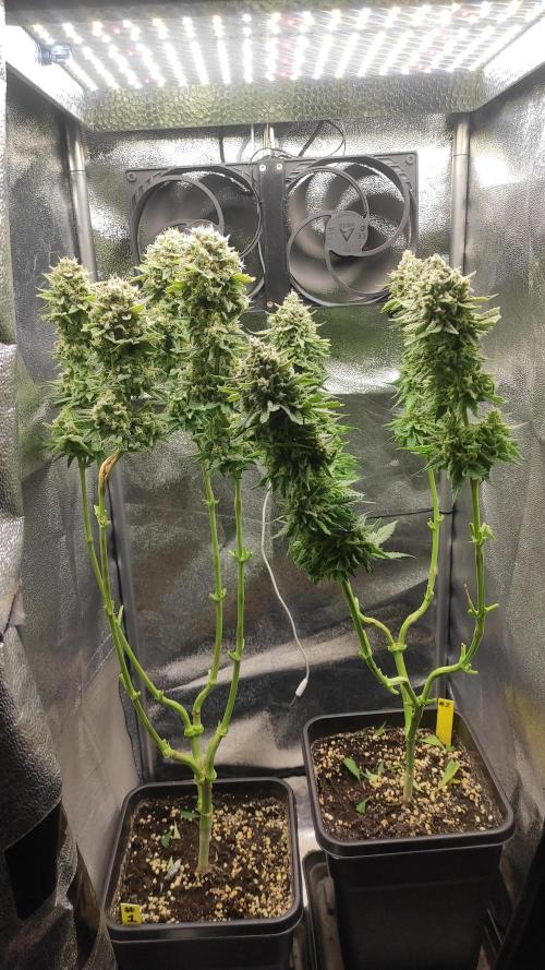 RQS Royal Cheese. Week 12