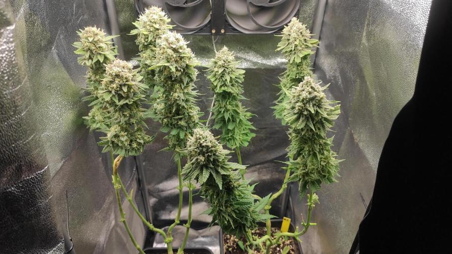 RQS Royal Cheese. Week 12