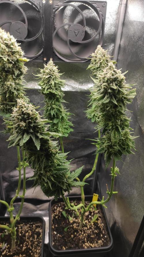 RQS Royal Cheese. Week 12