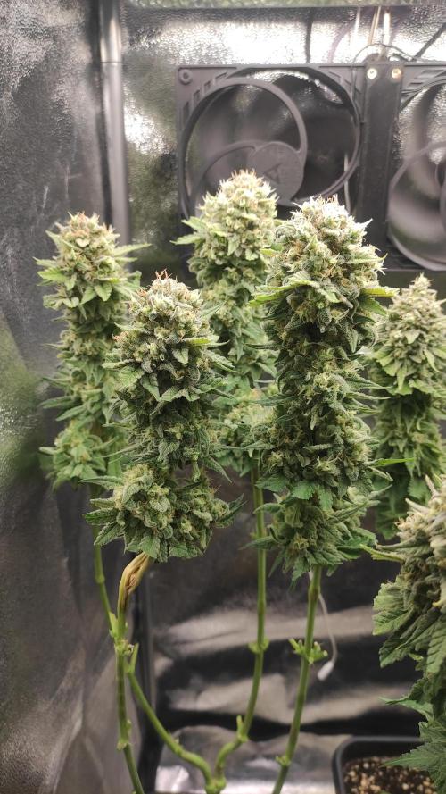 RQS Royal Cheese. Week 12