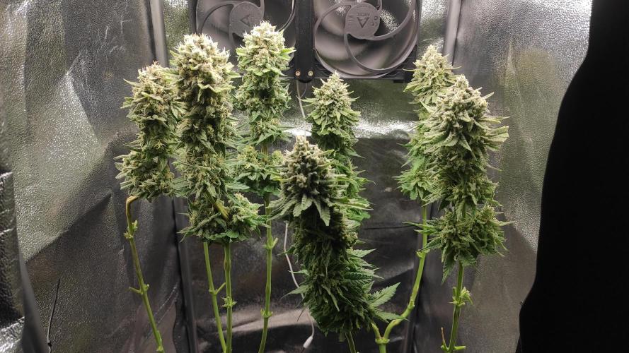 RQS Royal Cheese. Week 12