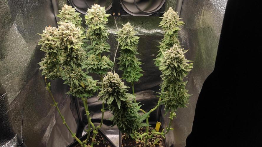 RQS Royal Cheese. Week 12