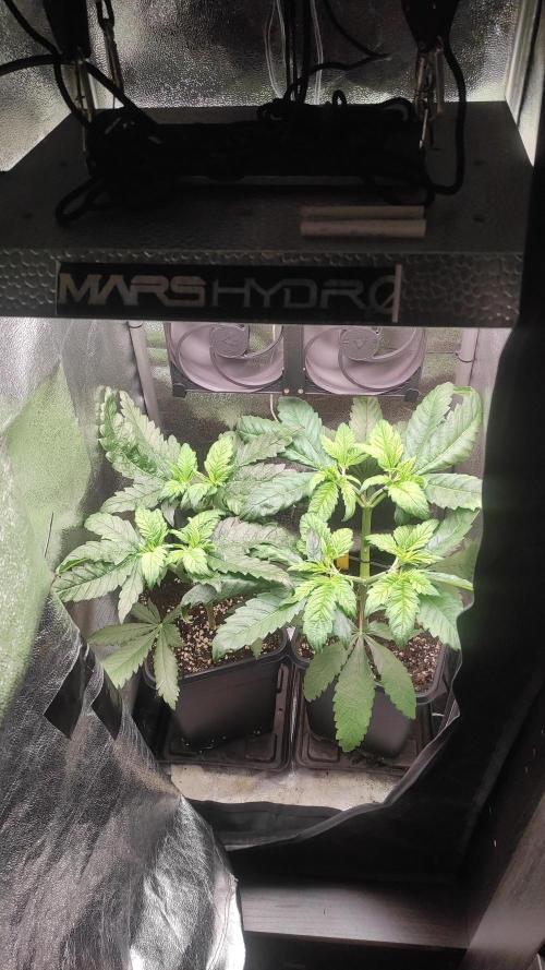 RQS White Widow. Week 3 - 15/12/2025