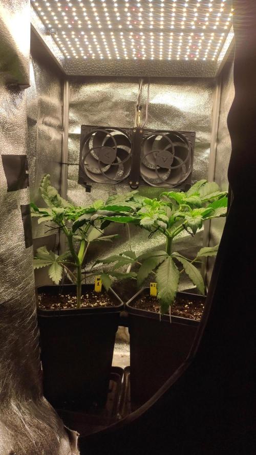 RQS White Widow. Week 3 - 15/12/2025