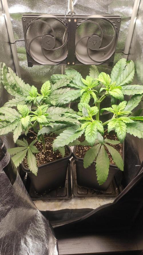 RQS White Widow. Week 3 - 15/12/2025