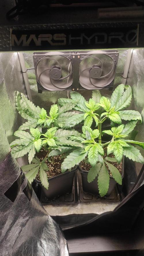 RQS White Widow. Week 3 - 15/12/2025