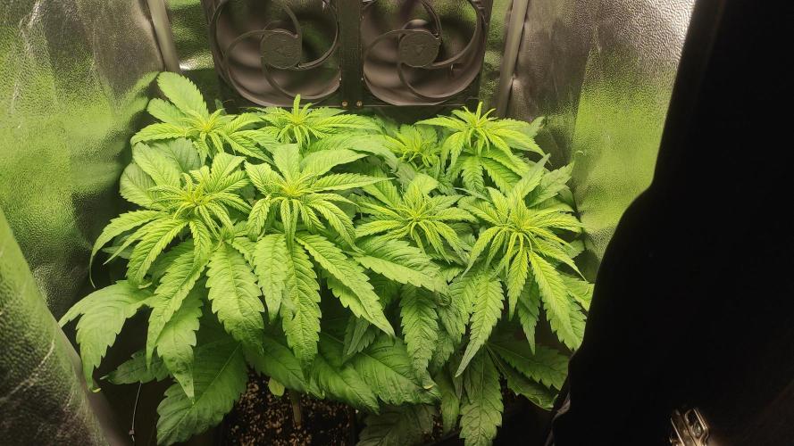 RQS White Widow. Week 6 - 31/12/2025