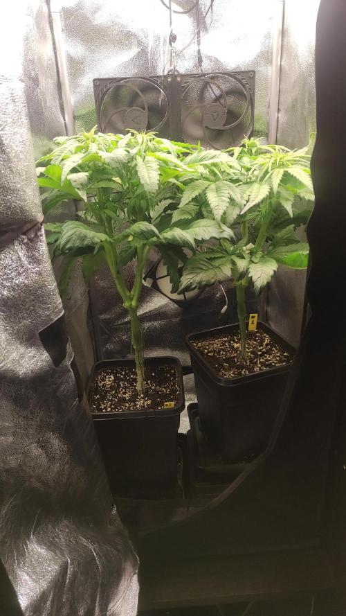 RQS White Widow. Week 6 - 31/12/2025