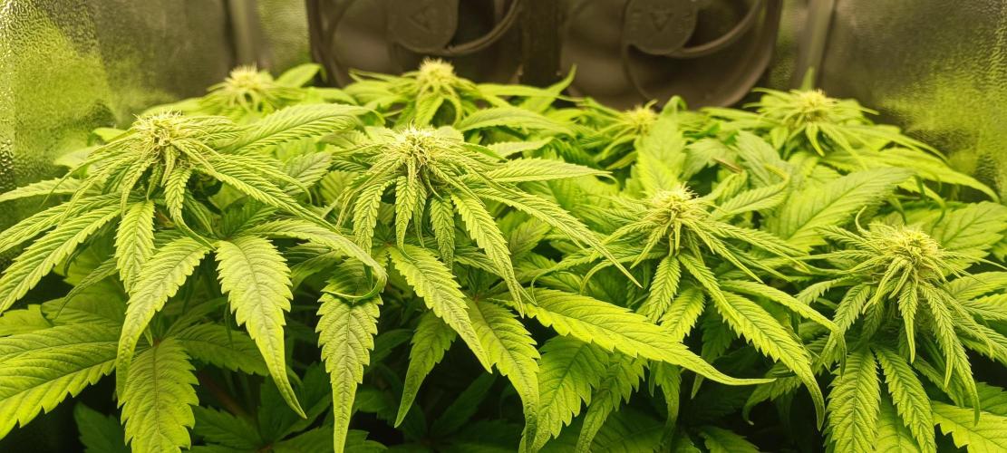 RQS White Widow. Week 8 - 15/1/2026