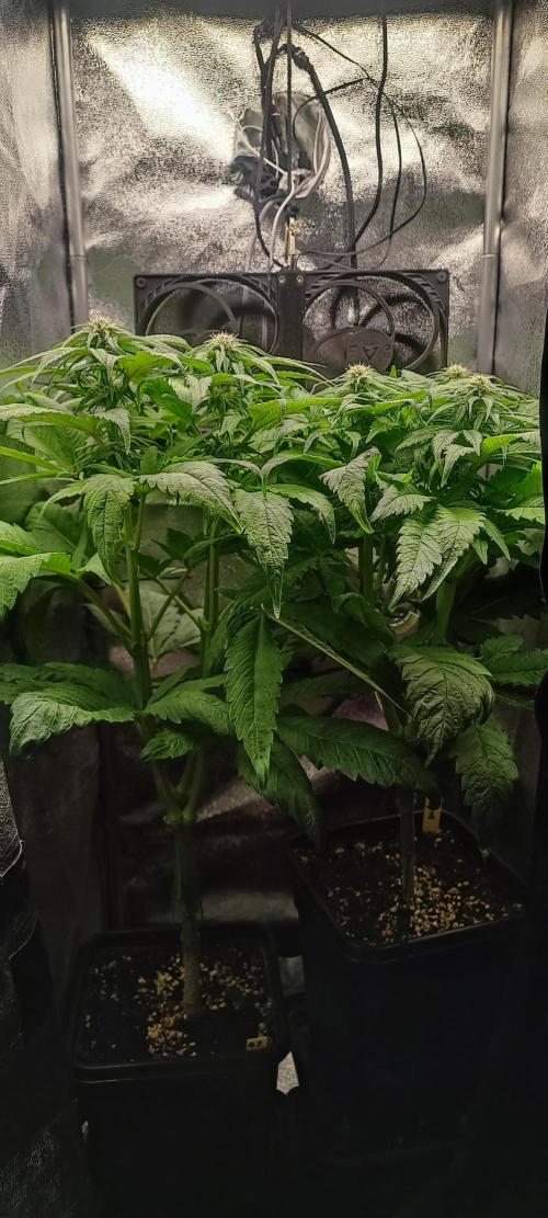 RQS White Widow. Week 8 - 15/1/2026