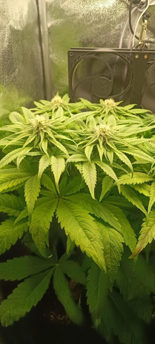 RQS White Widow. Week 9 - 21/1/2026