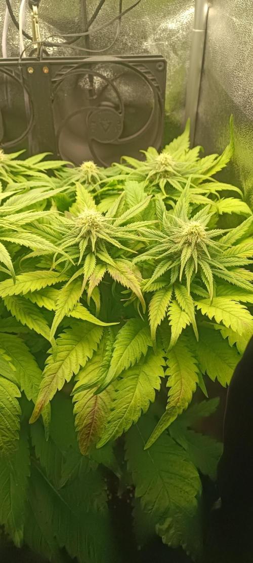 RQS White Widow. Week 9 - 21/1/2026