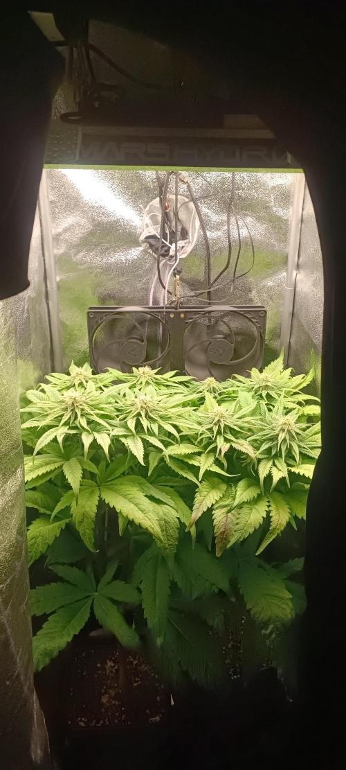 RQS White Widow. Week 9 - 21/1/2026