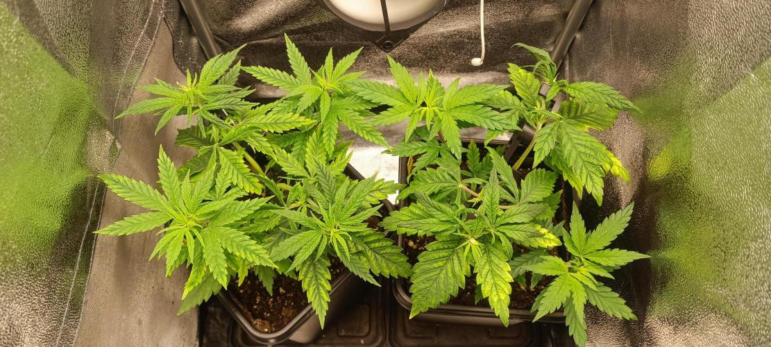RQS Northern Light. Week 3 - 14/3/2026