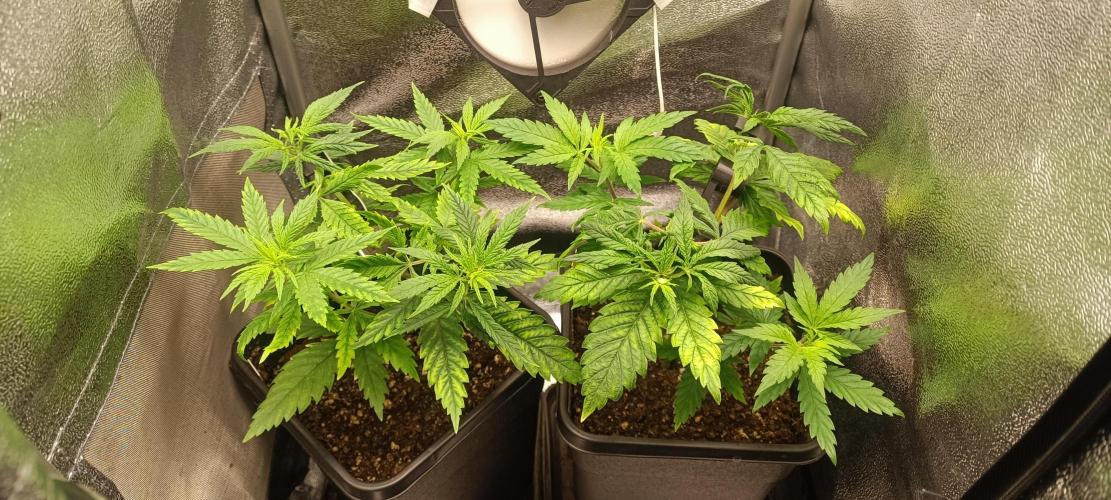 RQS Northern Light. Week 3 - 14/3/2026