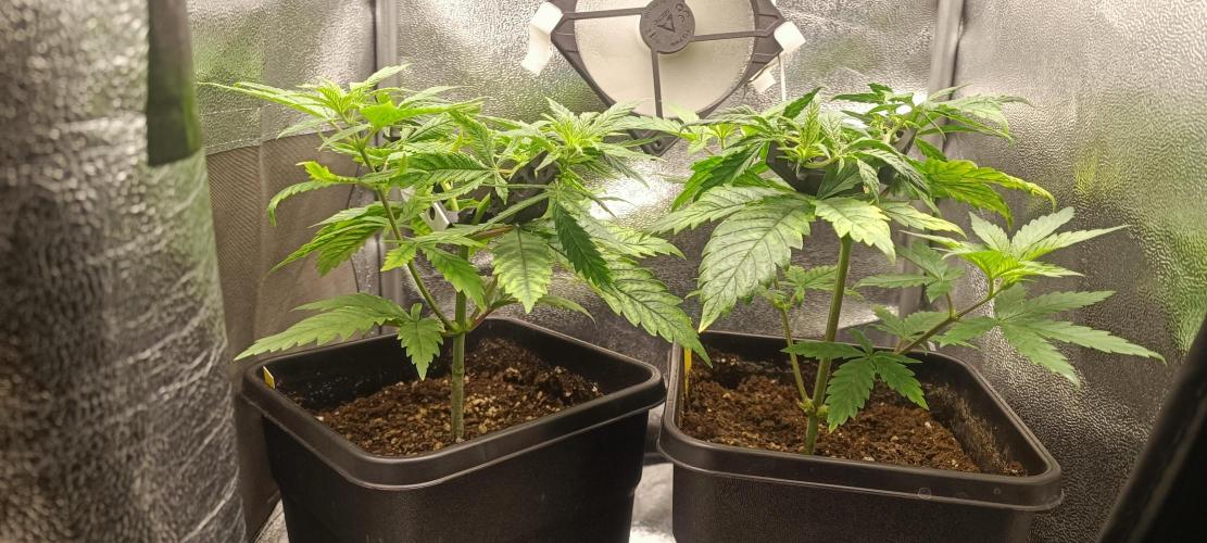 RQS Northern Light. Week 3 - 14/3/2026