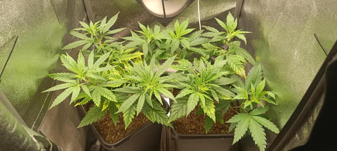 RQS Northern Light. Week 4 - 17/3/2026
