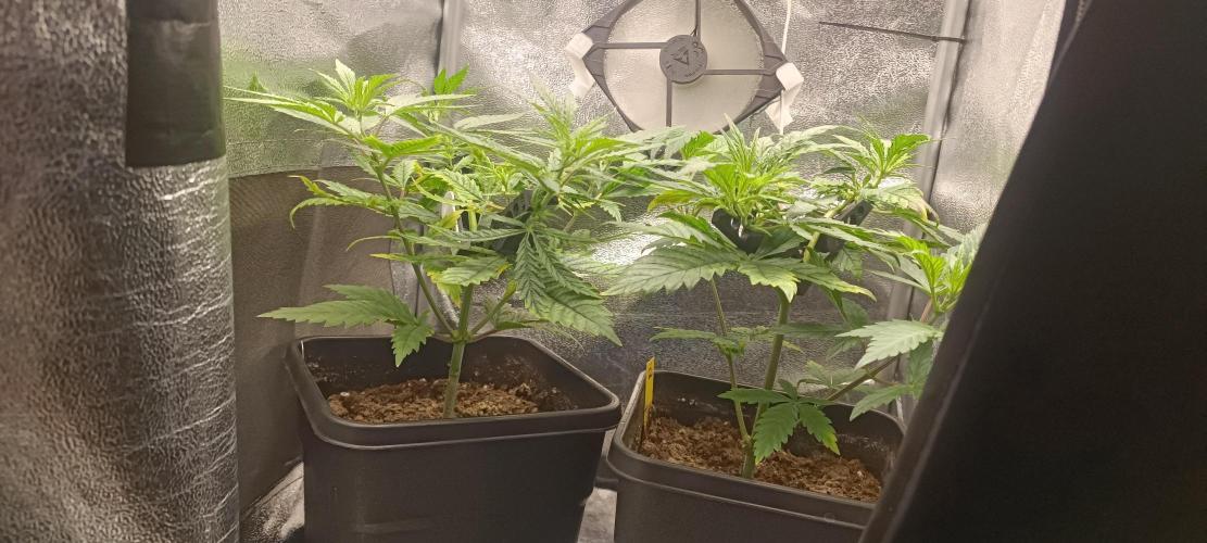 RQS Northern Light. Week 4 - 17/3/2026