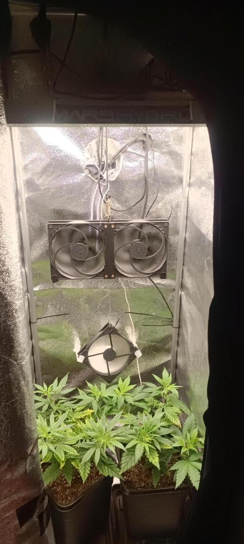 RQS Northern Light. Week 4 - 17/3/2026