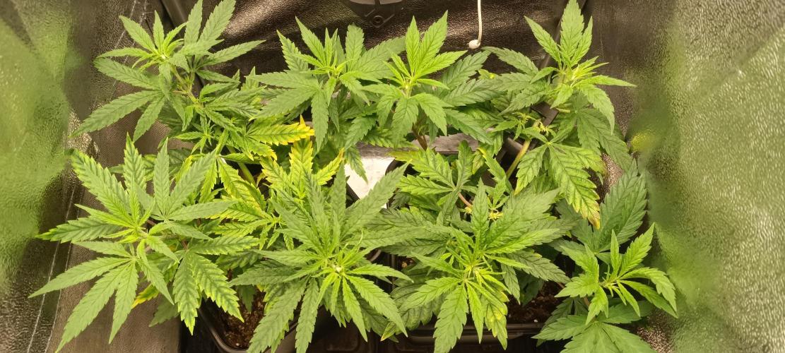 RQS Northern Light. Week 4 - 17/3/2026