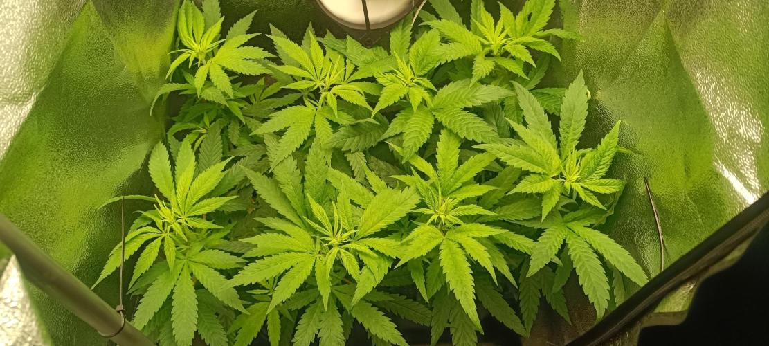 RQS Northern Light. Week 6 - 29/3/2026