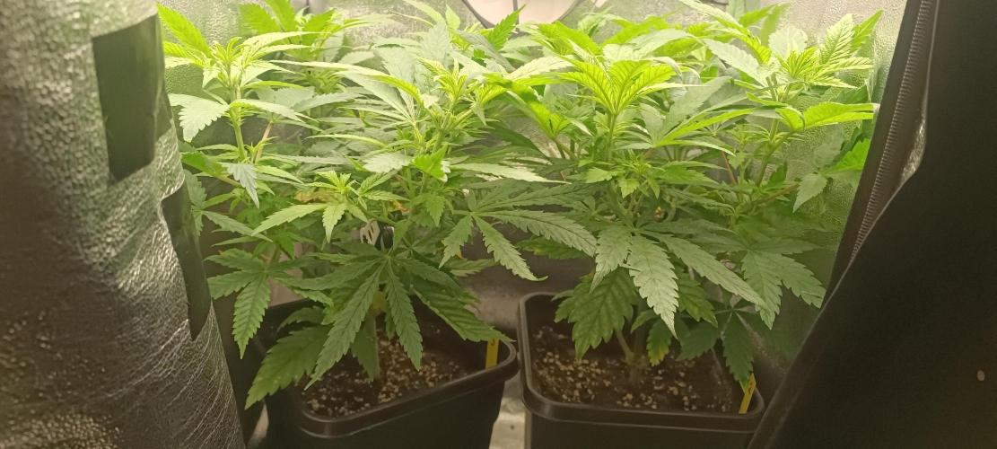 RQS Northern Light. Week 6 - 29/3/2026