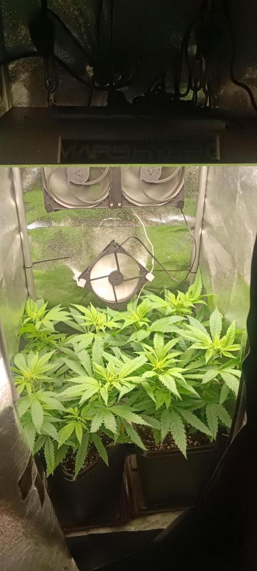 RQS Northern Light. Week 6 - 29/3/2026