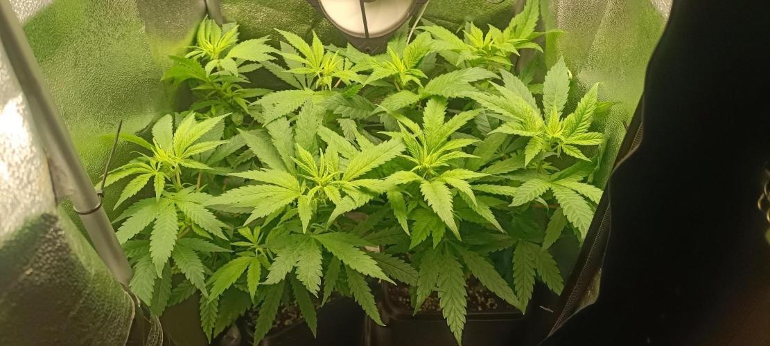 RQS Northern Light. Week 6 - 29/3/2026