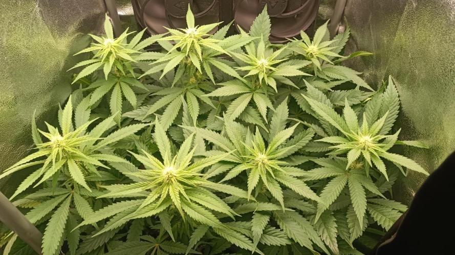 RQS Northern Light. Week 8 - 12/4/2026