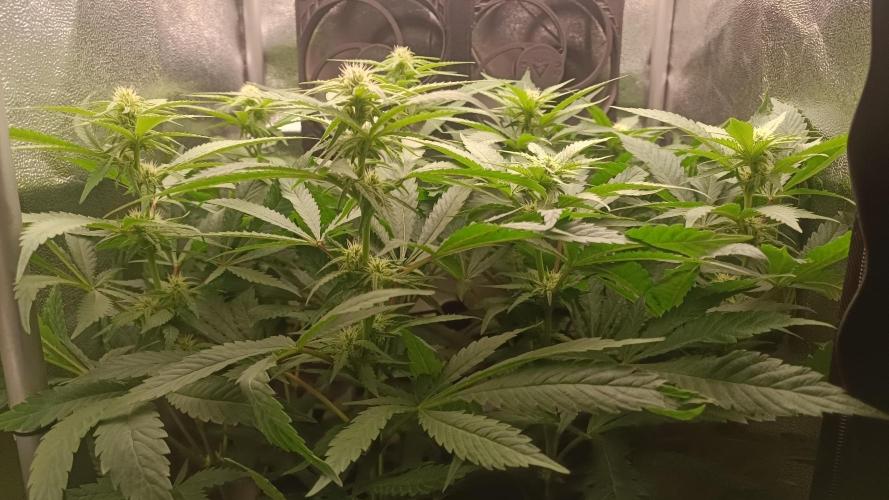 RQS Northern Light. Week 8 - 12/4/2026