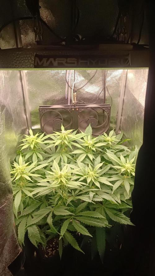 RQS Northern Light. Week 8 - 12/4/2026