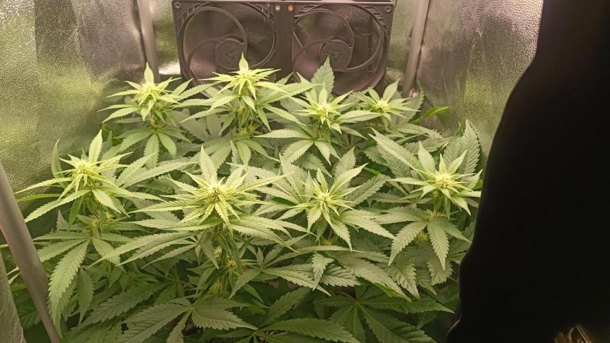 RQS Northern Light. Week 8 - 12/4/2026
